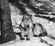 A sleepy white wolf.